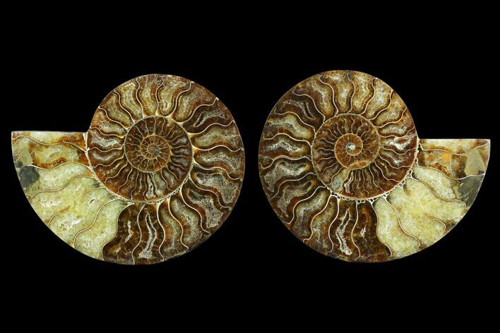 Agatized Ammonite Fossil - Beautiful Preservation #130072